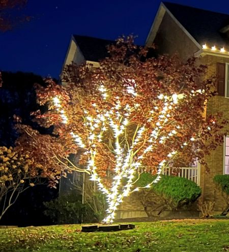 christmas light installation on outdoor tree